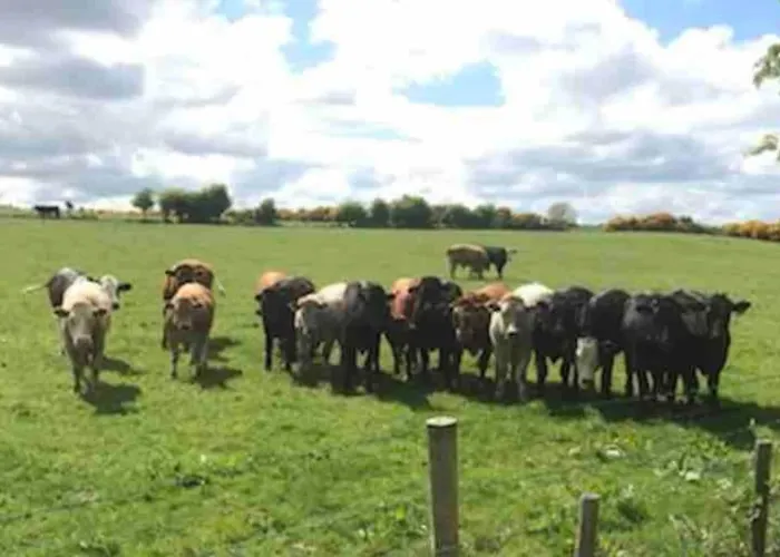 Cosy Farmhouse In The Heart Of Roscommon